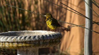 green and yellow bird on gray concrete post during daytime